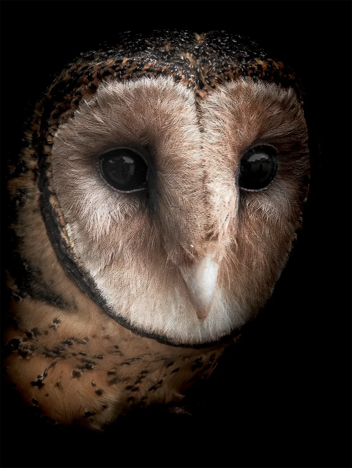 Barn Owl.webp