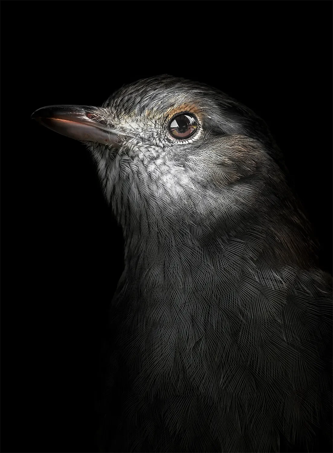 Thrush.webp
