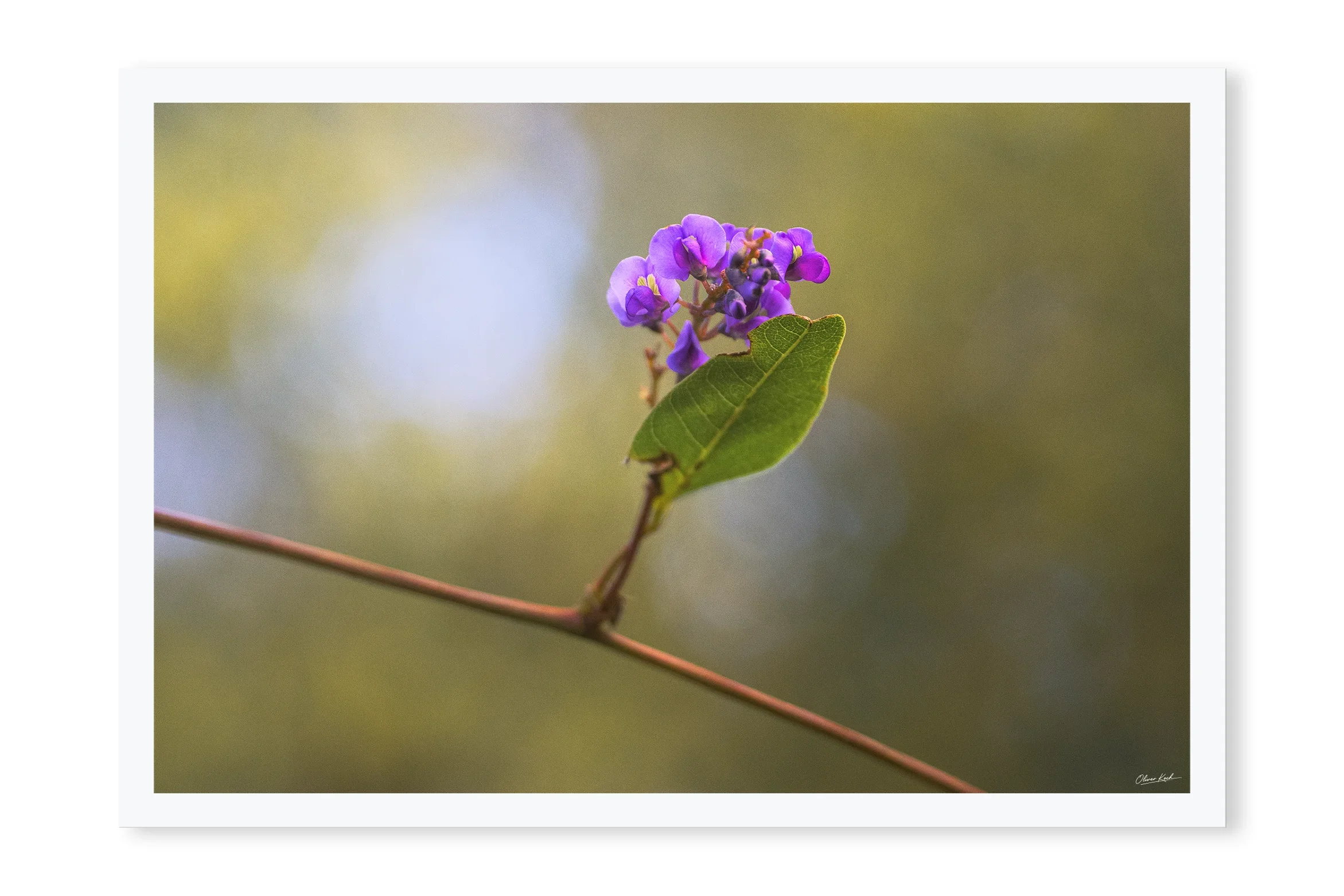 Solitary