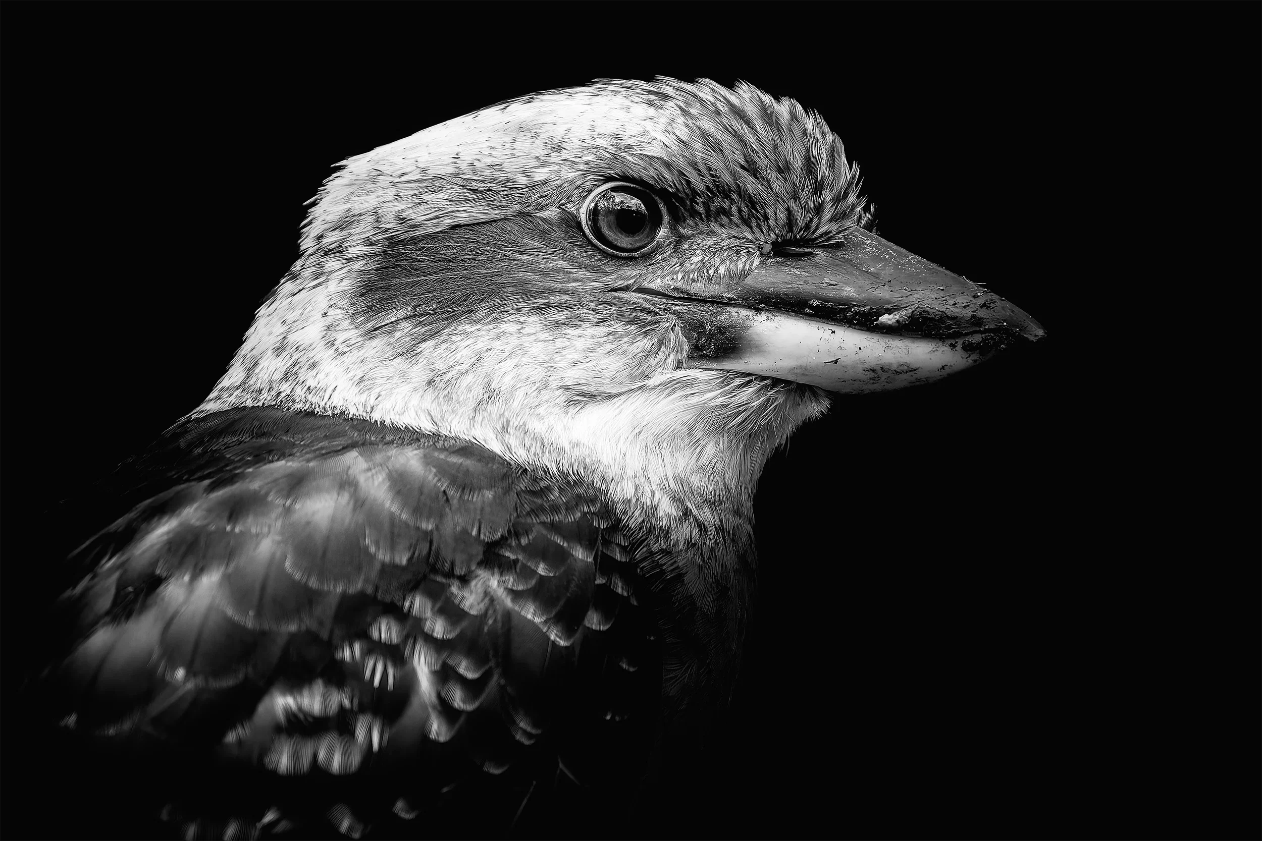 Fauna