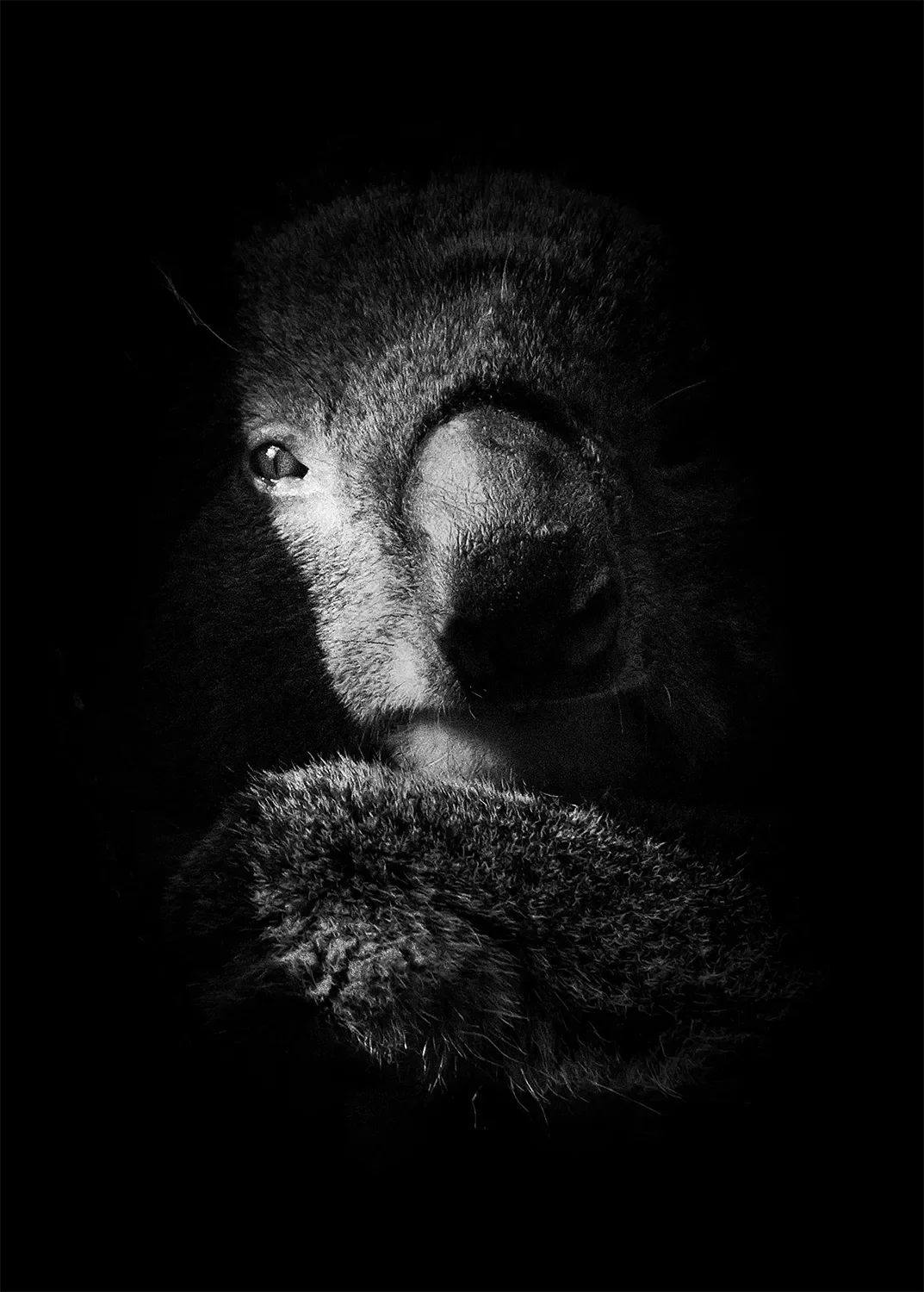 Koala.webp