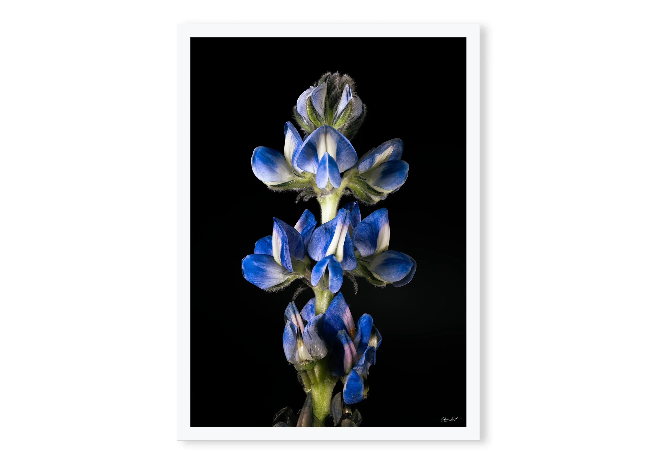 Lupin