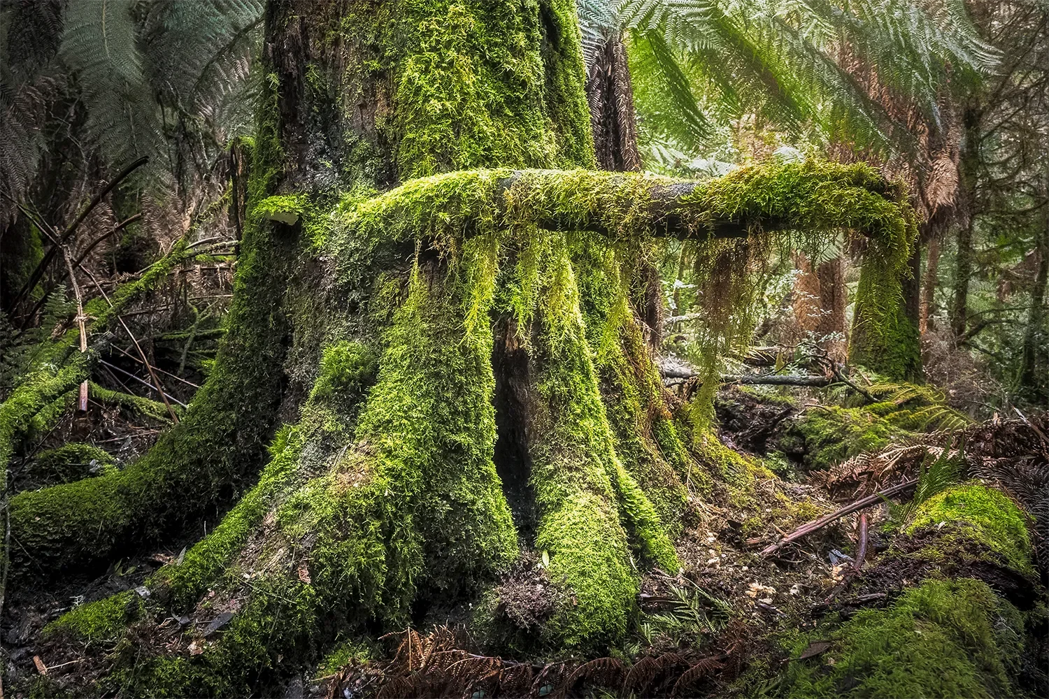 Moss.webp