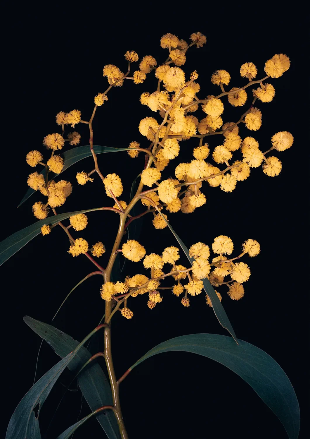 Wattle_1500.webp