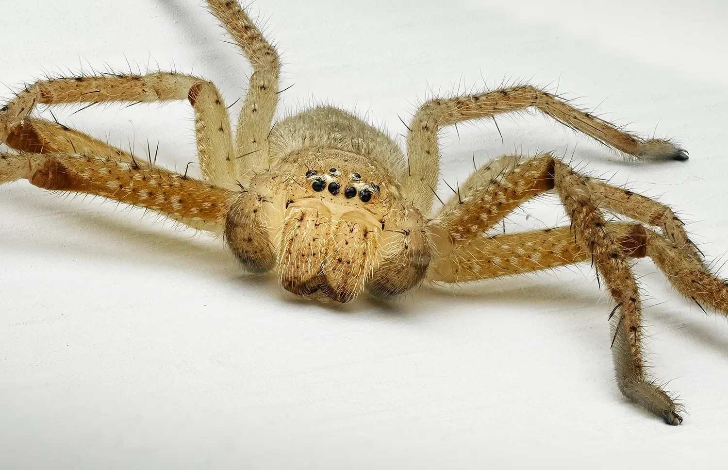 Huntsman.webp