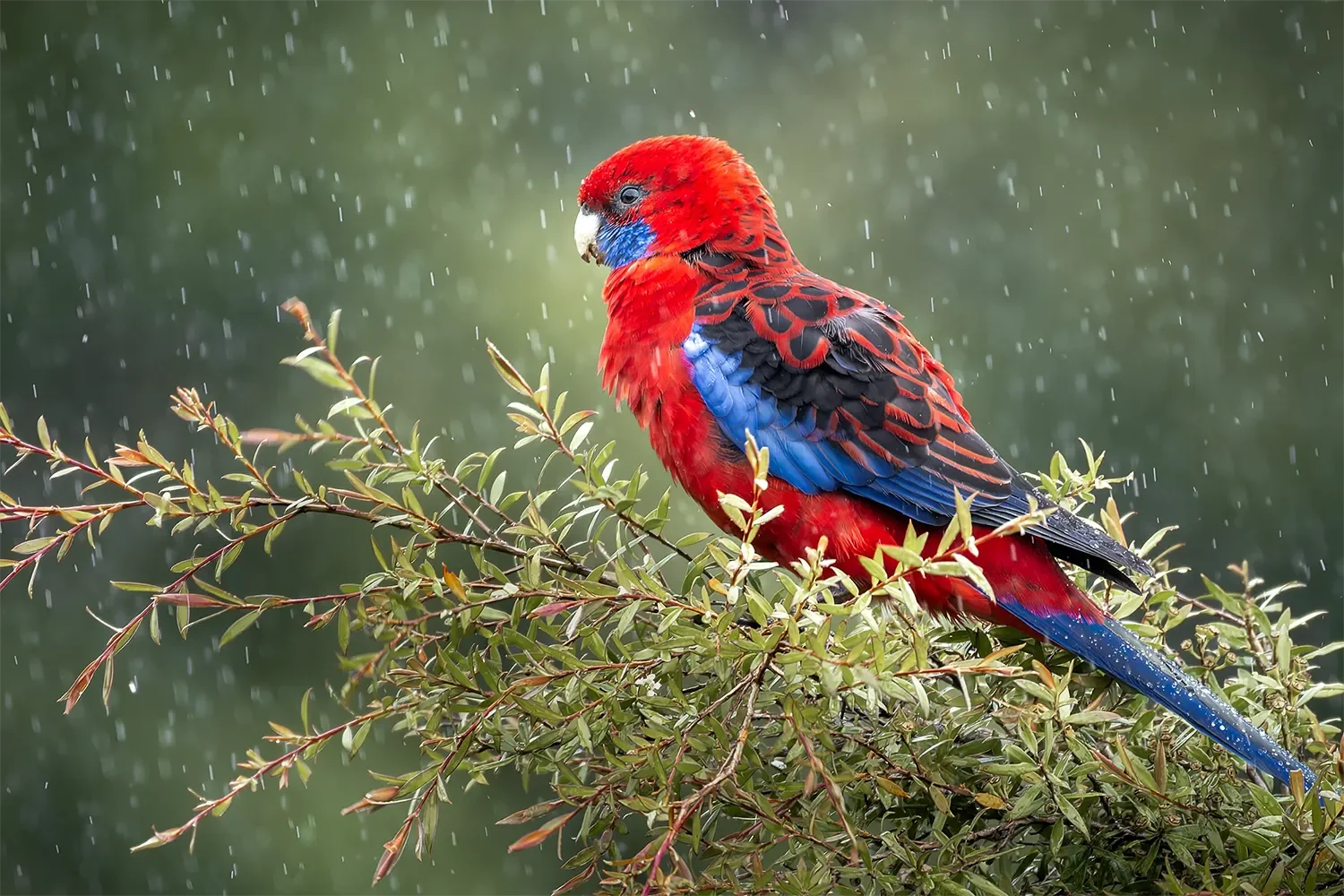 Rosella.webp