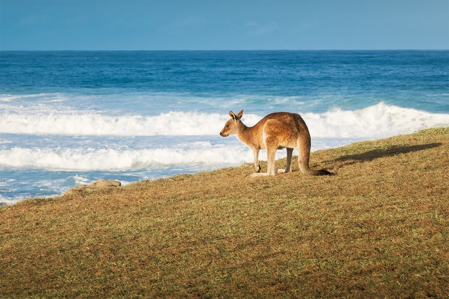 Kanga.webp