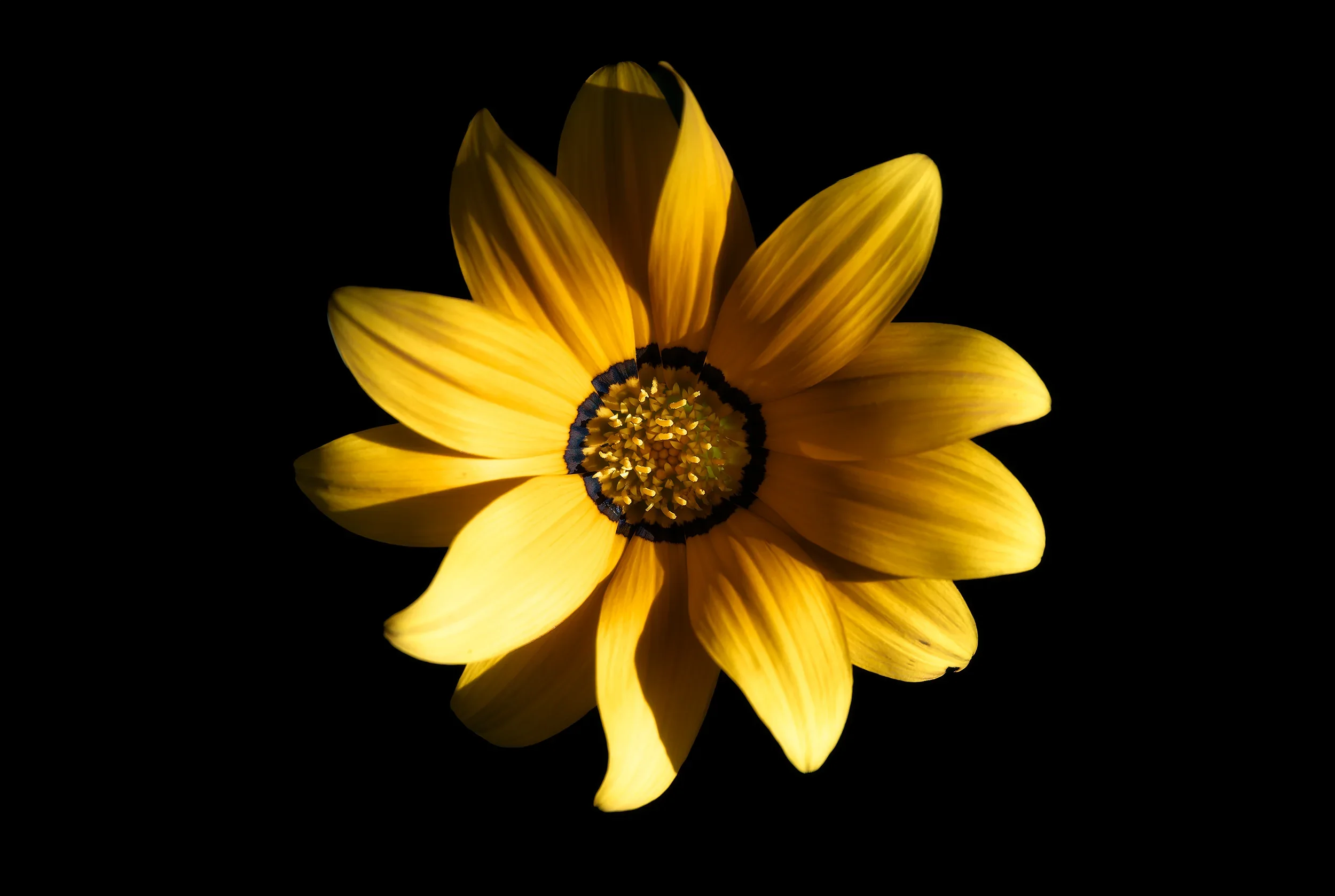 Petals.webp