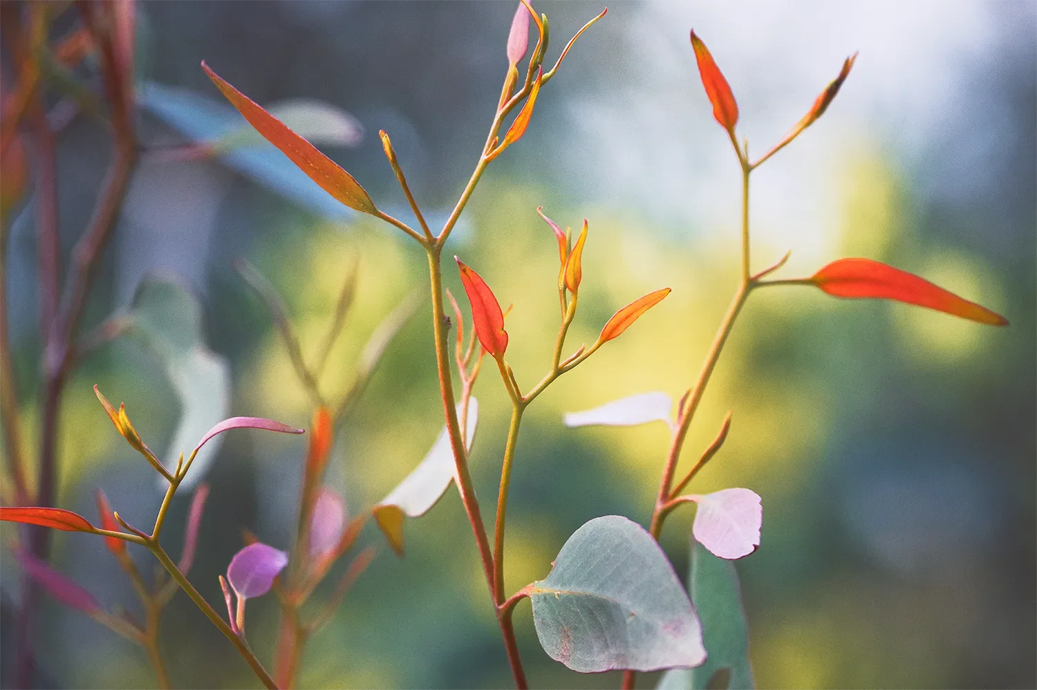 Rejuvenate_1500.webp