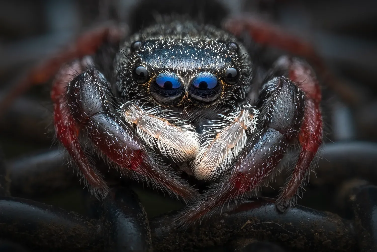 Spider.webp