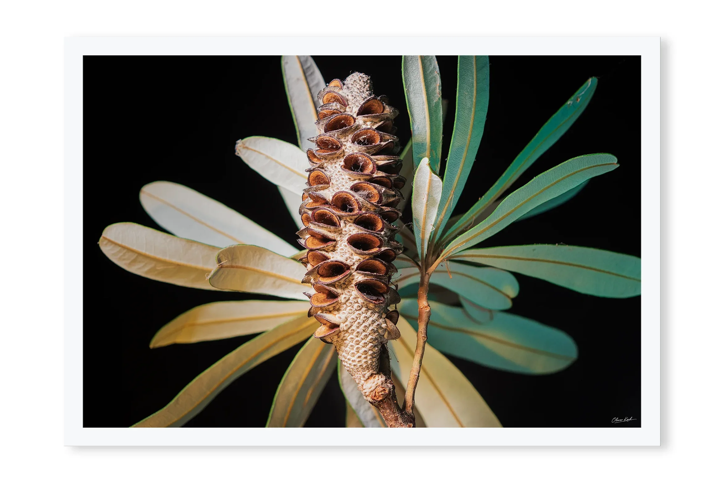 Banksia