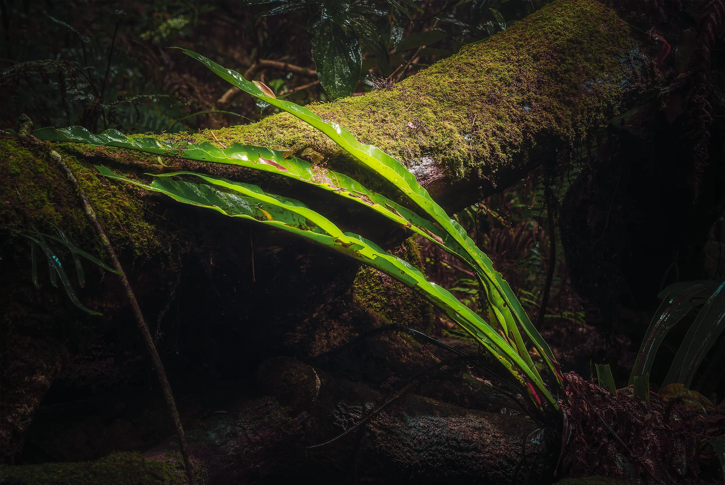 Still life.webp
