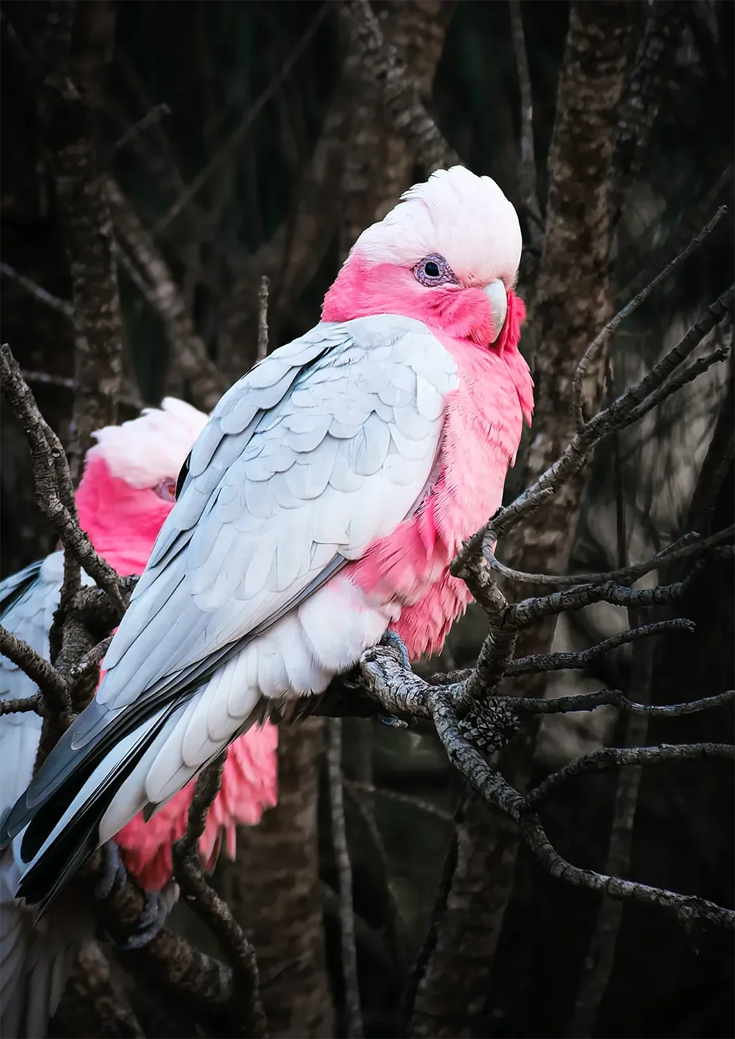 Galah.webp