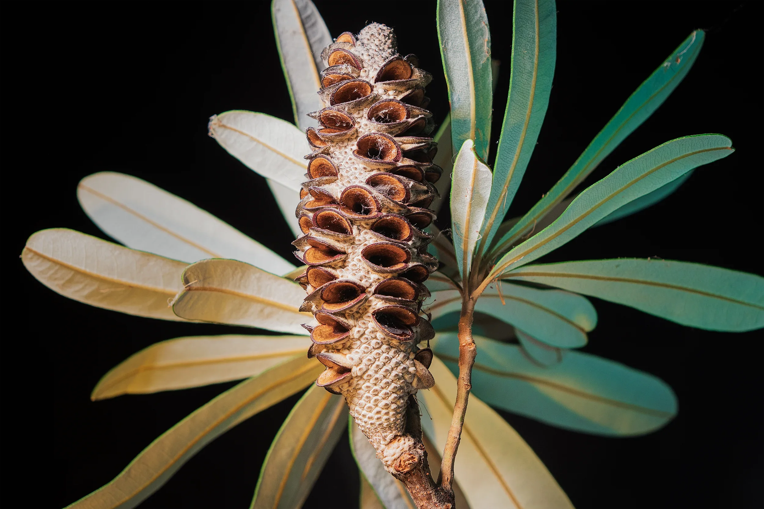 Banksia.webp