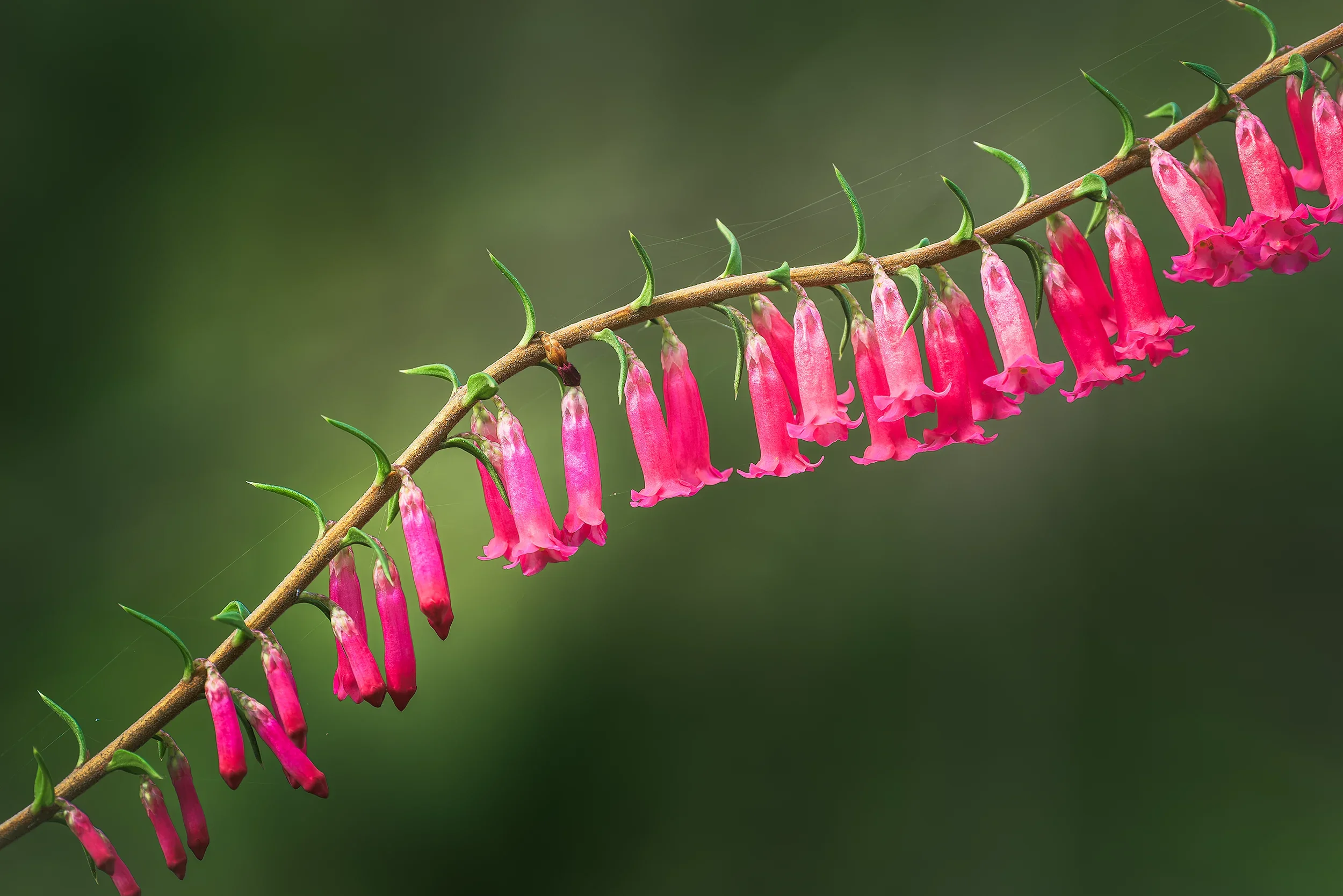 Epacris.webp