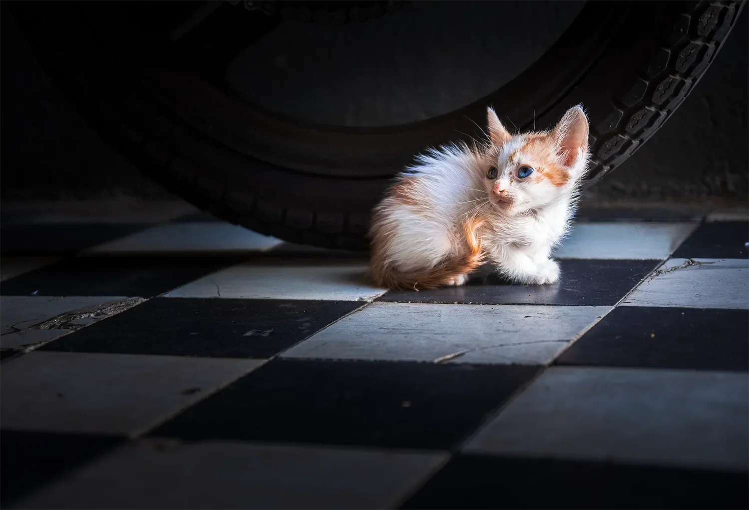 Kitten.webp