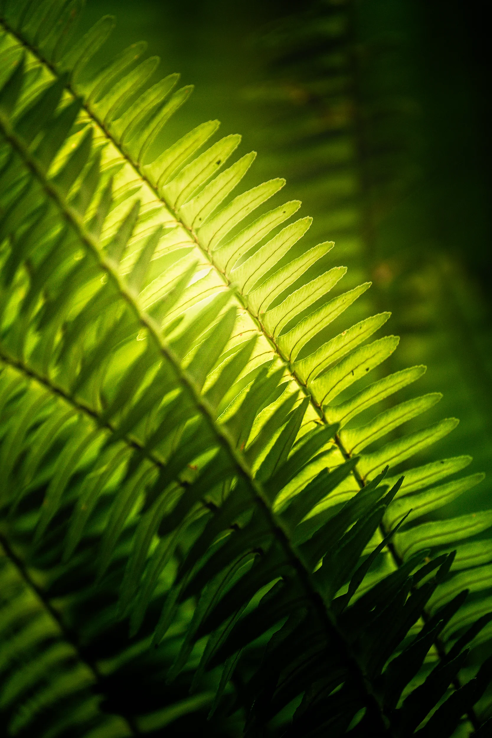 Fern.webp
