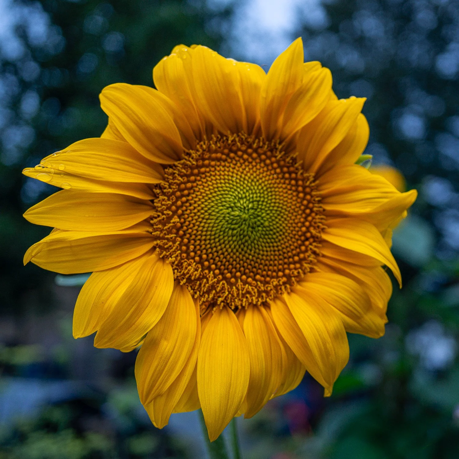 A single vivid yellow sunflower filling the frame against green, square composition.