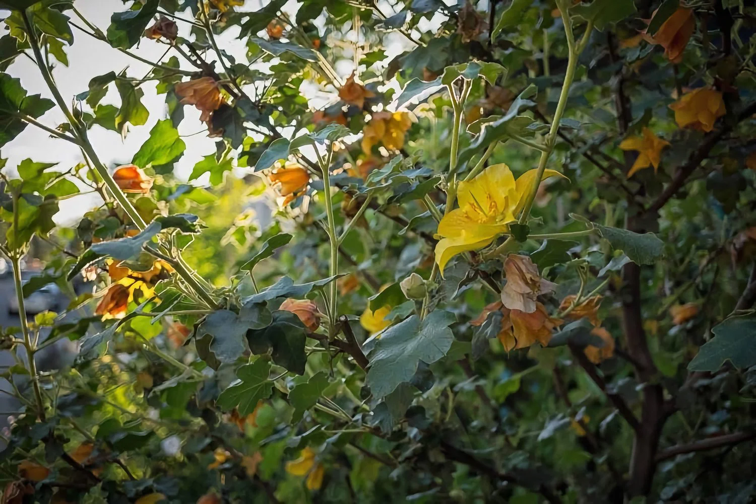 Backlit yellow blossom among green foliage glowing in warm late-afternoon sunlight.