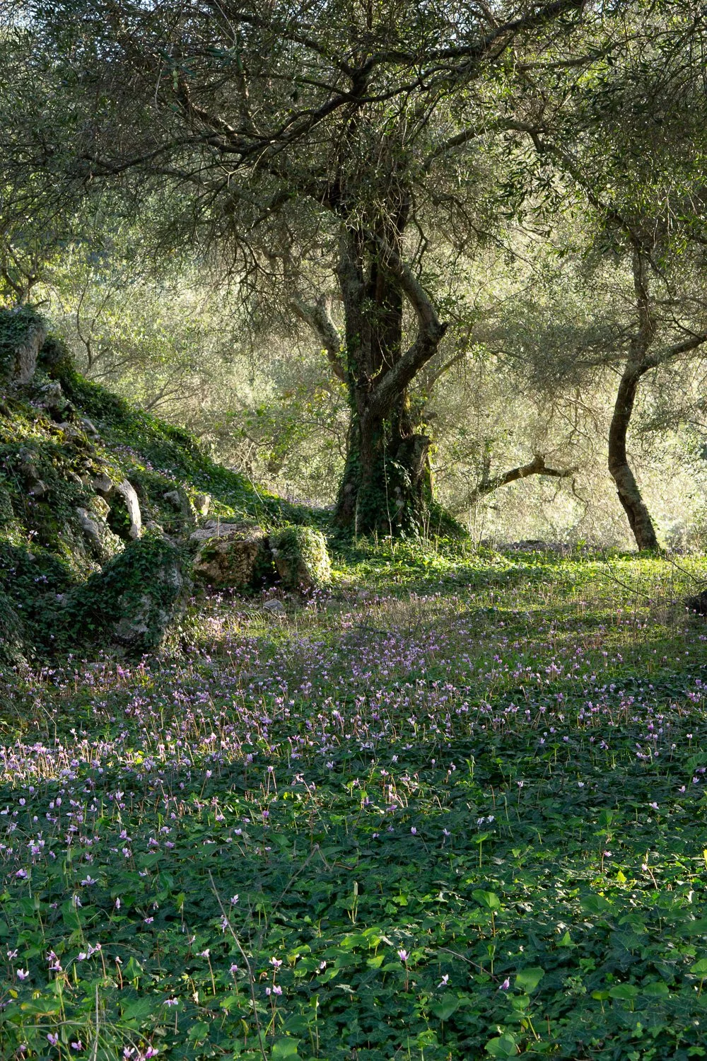 Sunlit olive tree canopy on Corfu, silvery-green leaves backlit by warm afternoon light, vertical composition.