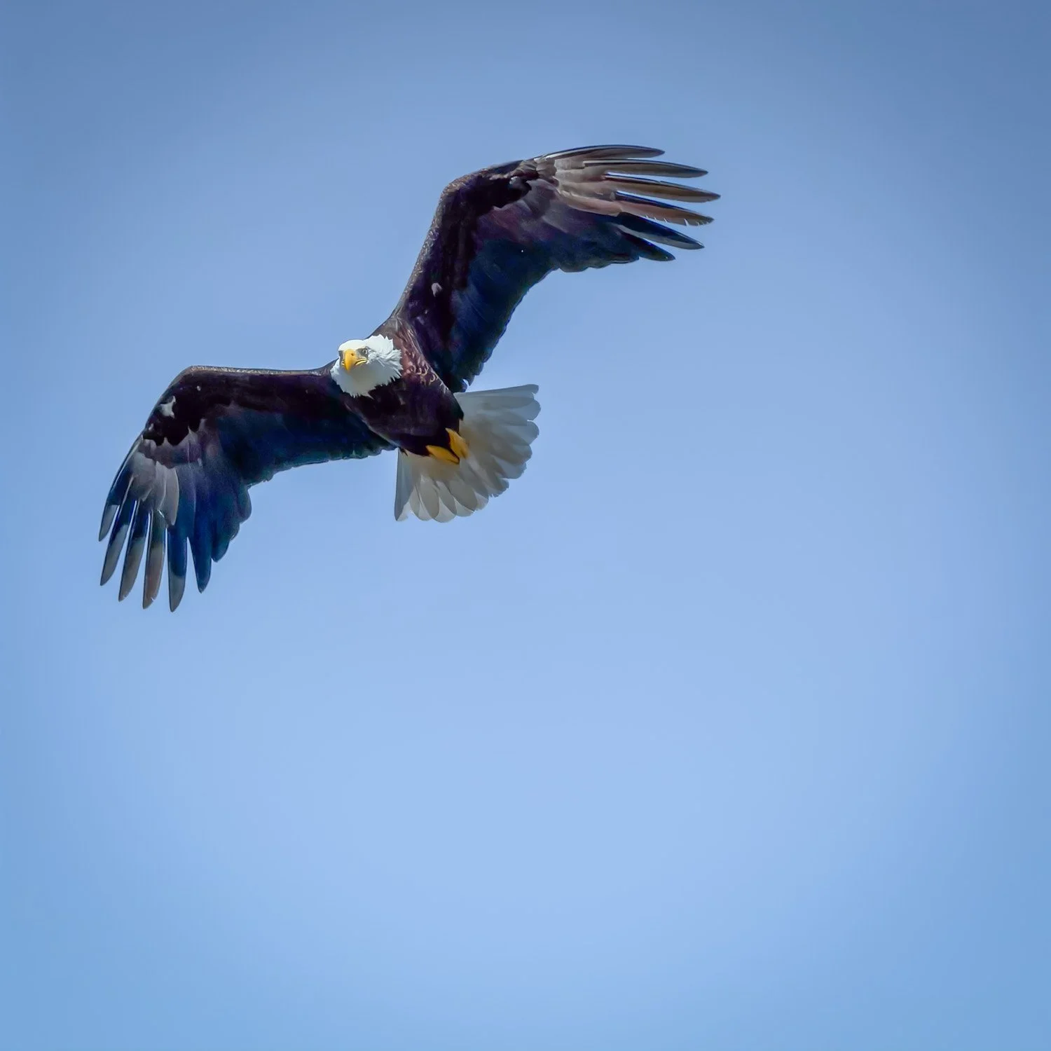 An adult bald eagle soaring against a clear blue sky, wings spread wide and white head turned toward the camera, above the Alberni Valley near Port Alberni.