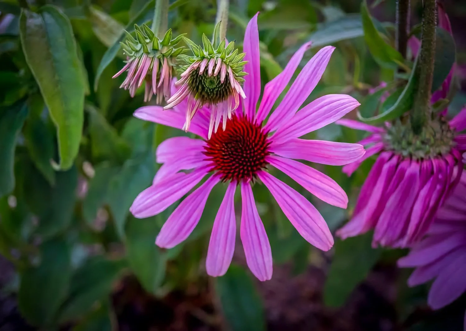 Close-up of a pink-purple echinacea (coneflower) with an orange central cone and green foliage behind.