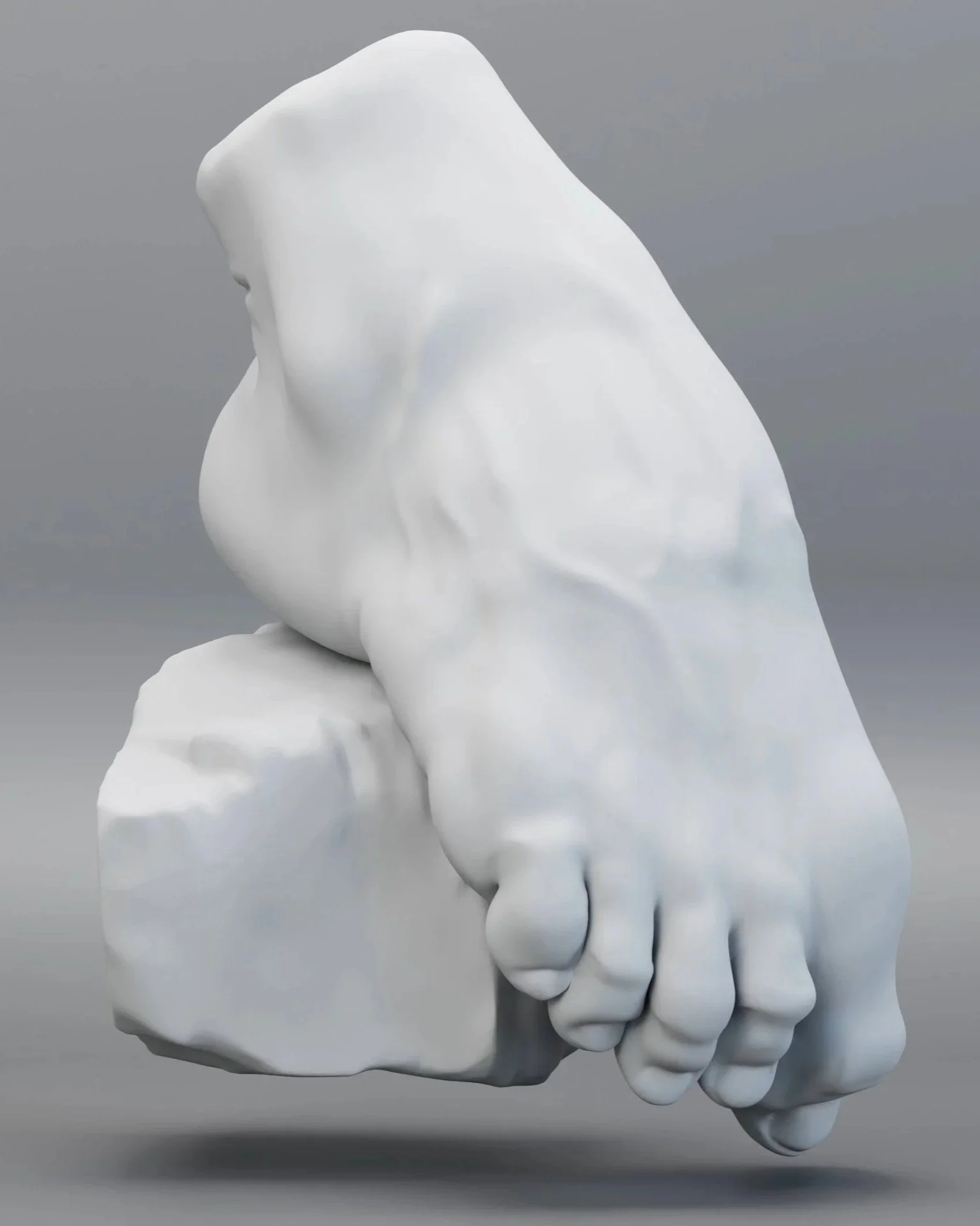 Anatomy Studies