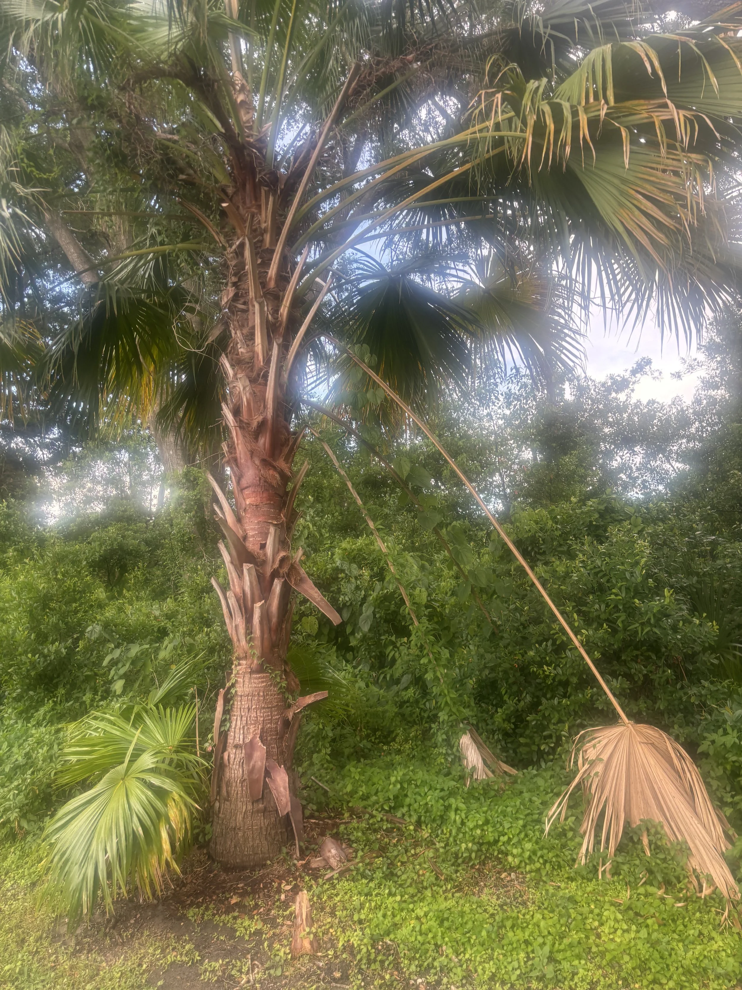 A tall palm tree with a thick trunk surrounded by green foliage and plants, with a partly cloudy sky in the background.
