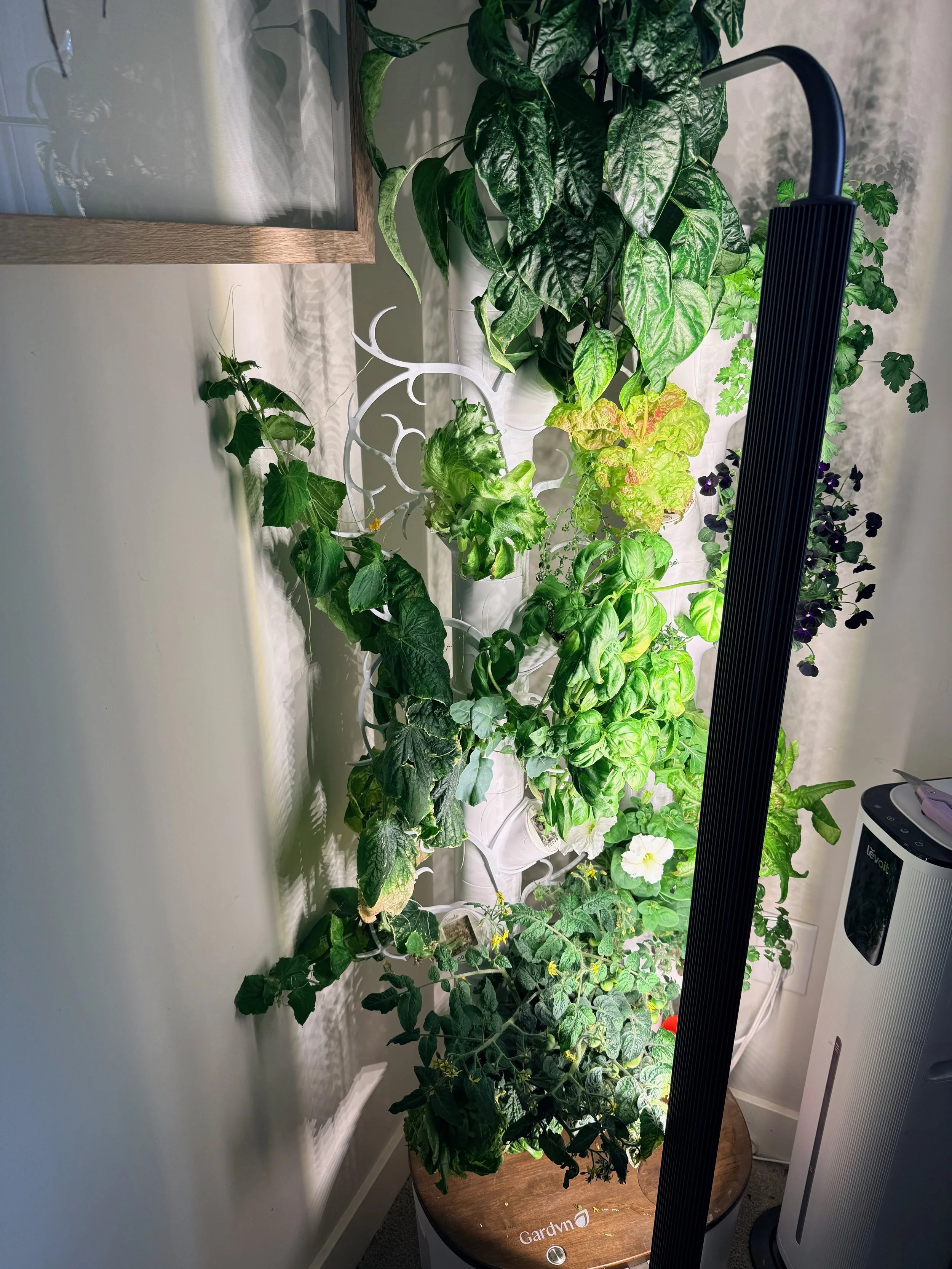 My Garden, Fresh Food, Zero Fuss