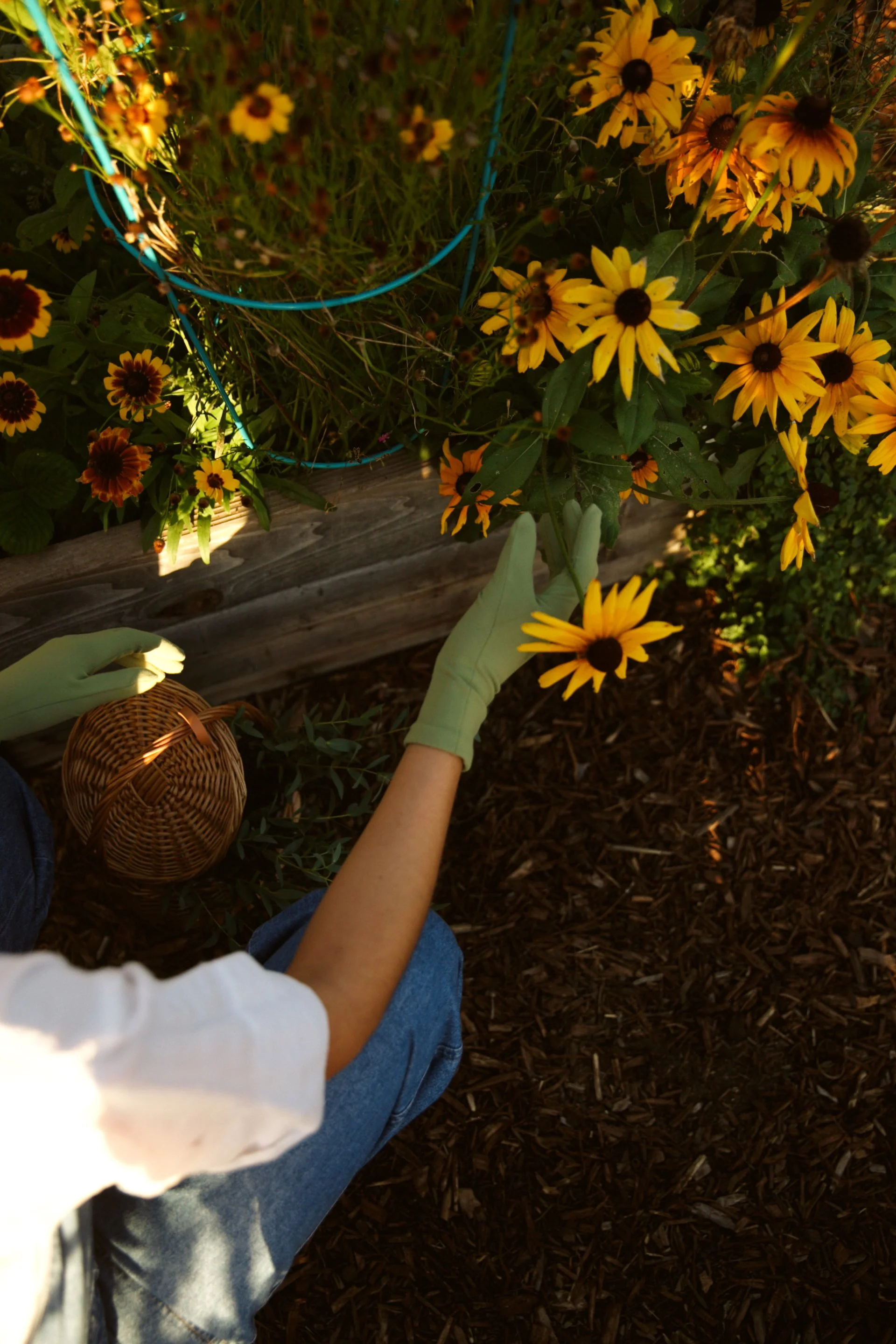 Person planting yellow flowers in a garden bed with a gardening tool, wearing gloves and a white shirt.