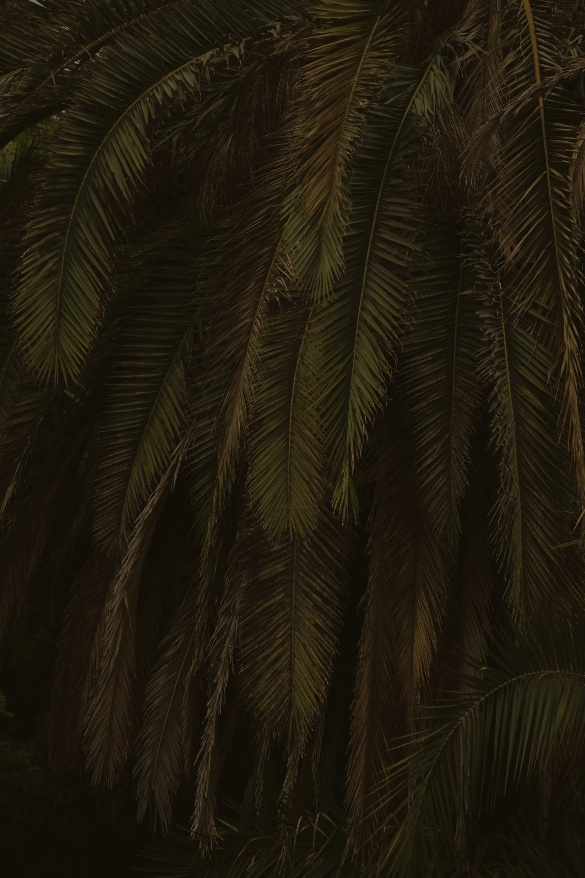Close-up of palm tree fronds with a dark background.