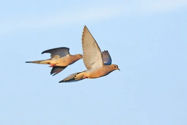 Private West Texas Dove Hunting