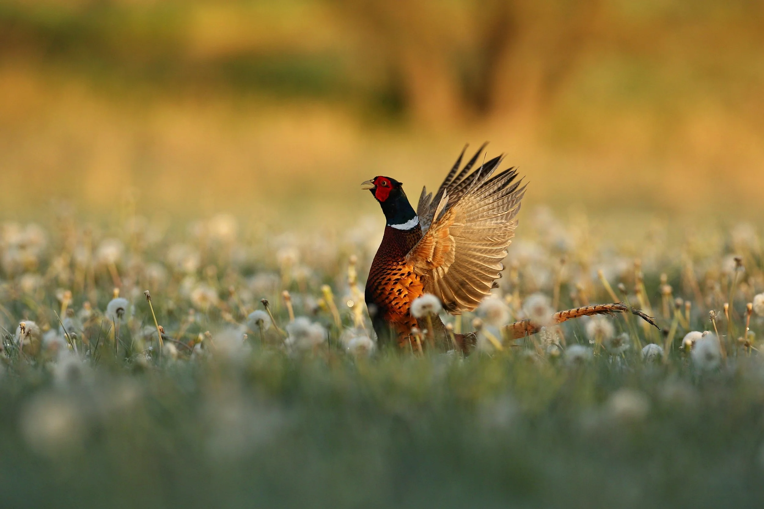 West Texas Pheasant Classic