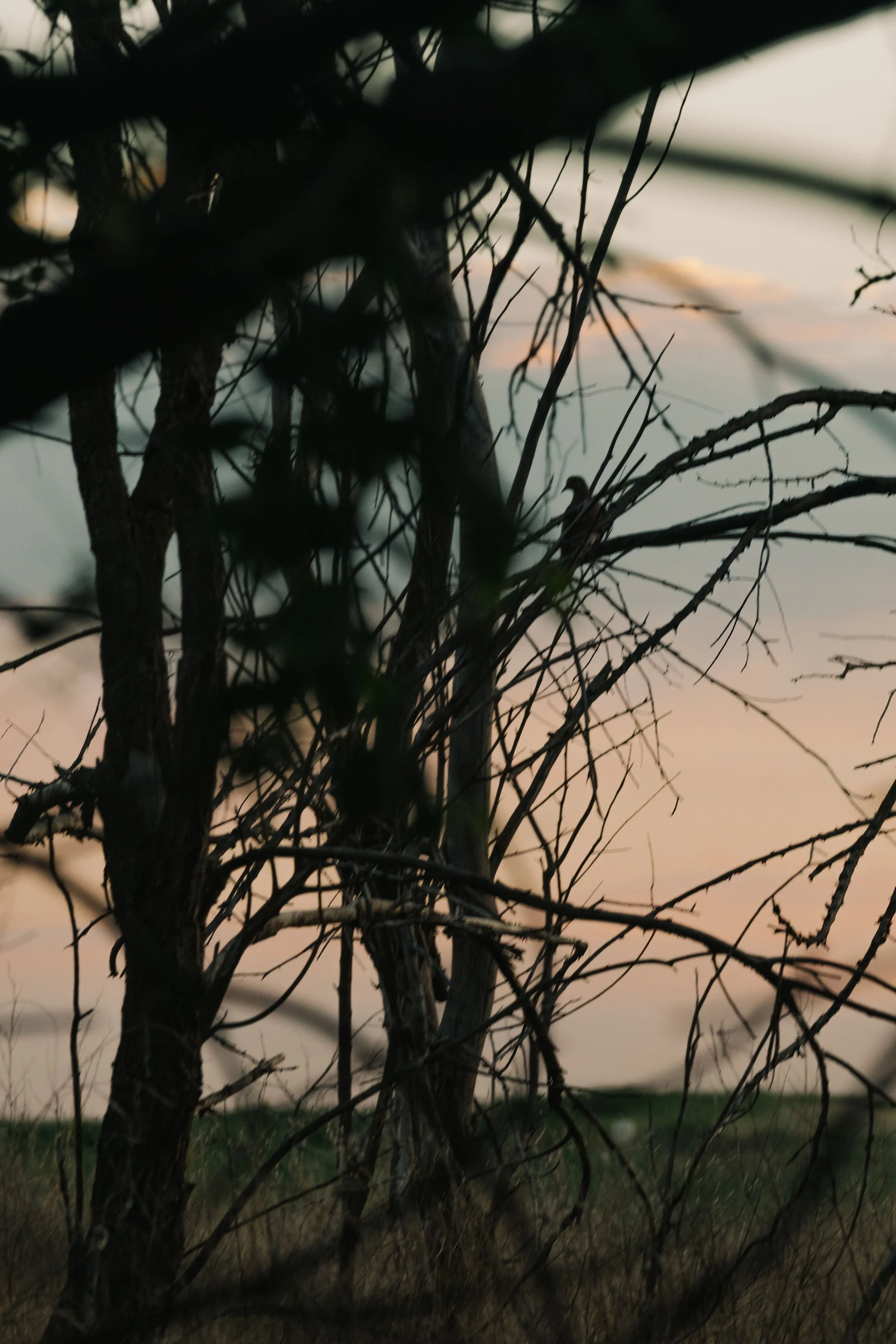 Silhouettes of leafless tree branches against a sunset or dusk sky.