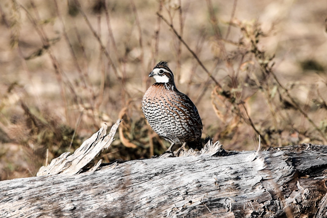 Quail Hunting at Quail Ridge