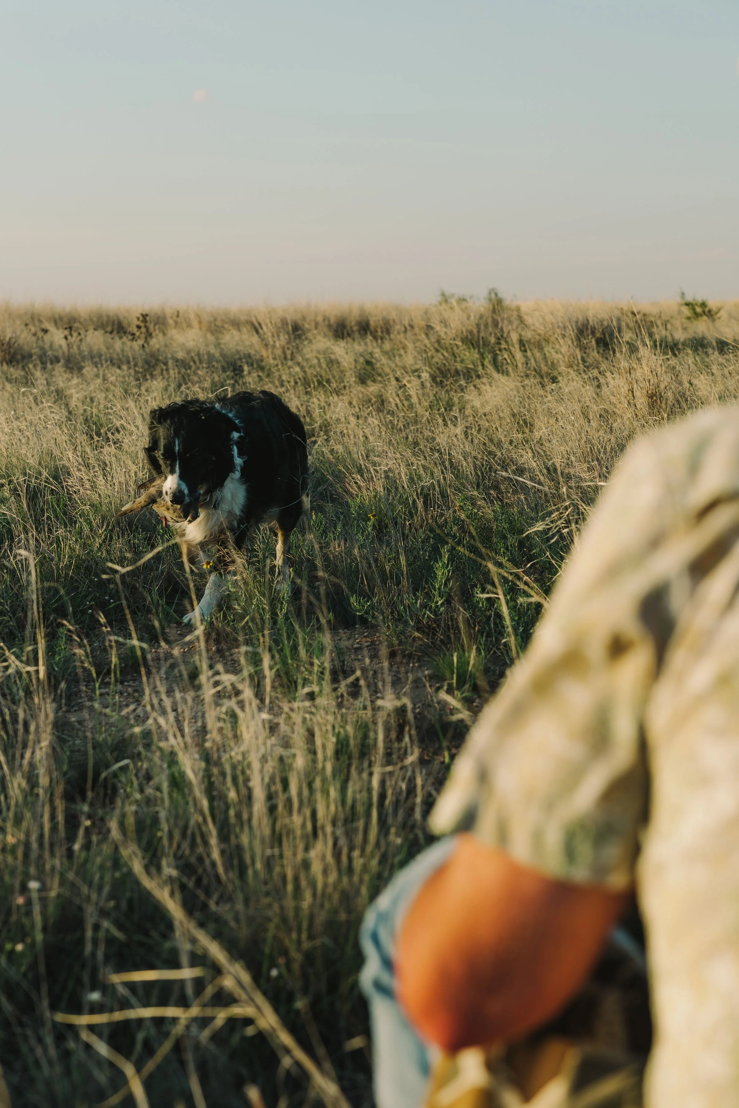 A black and white dog walking through tall grass in a field with a person holding a light brown ball in the foreground.