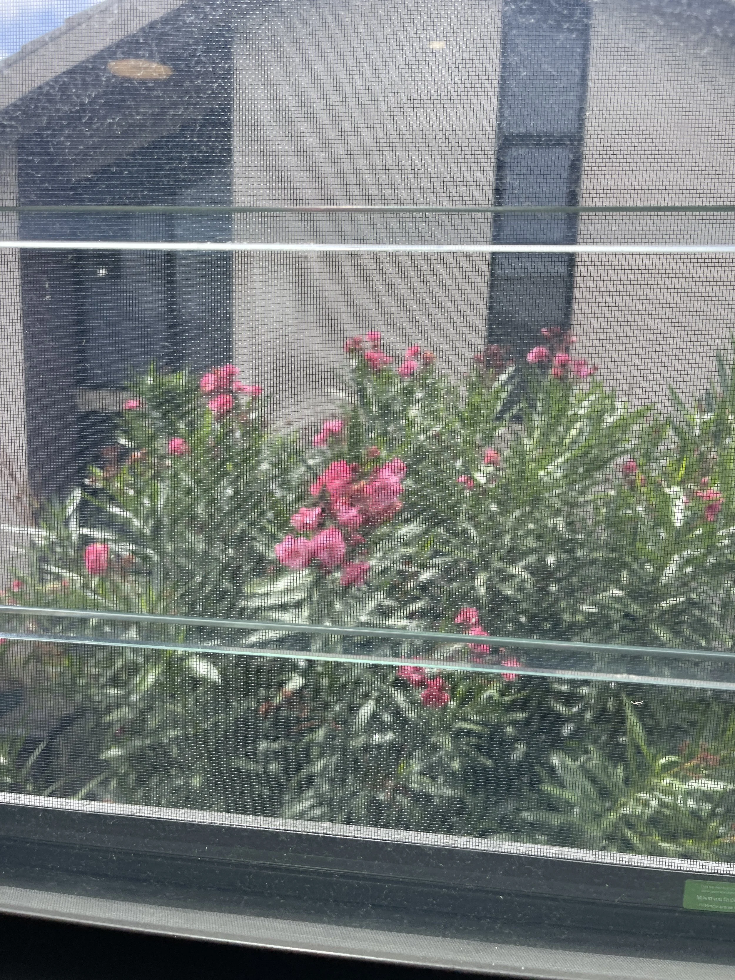 view of pink flowers and green plants through a window screen