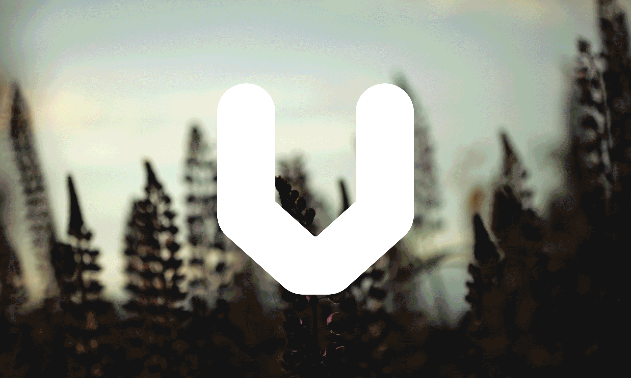 VERA-ANIMATION_4.gif