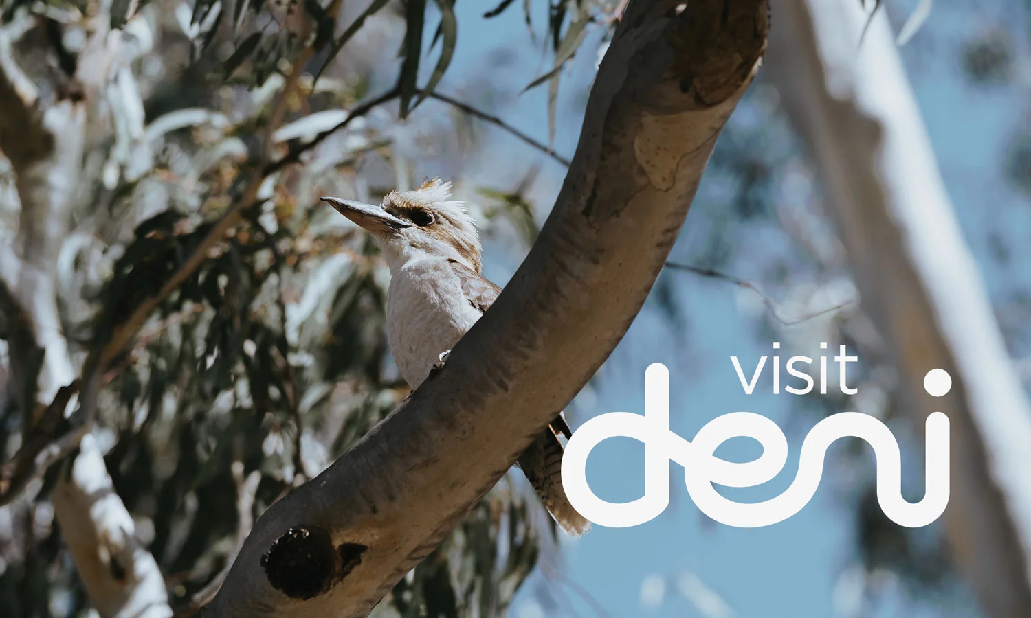VISIT-DENI.jpg
