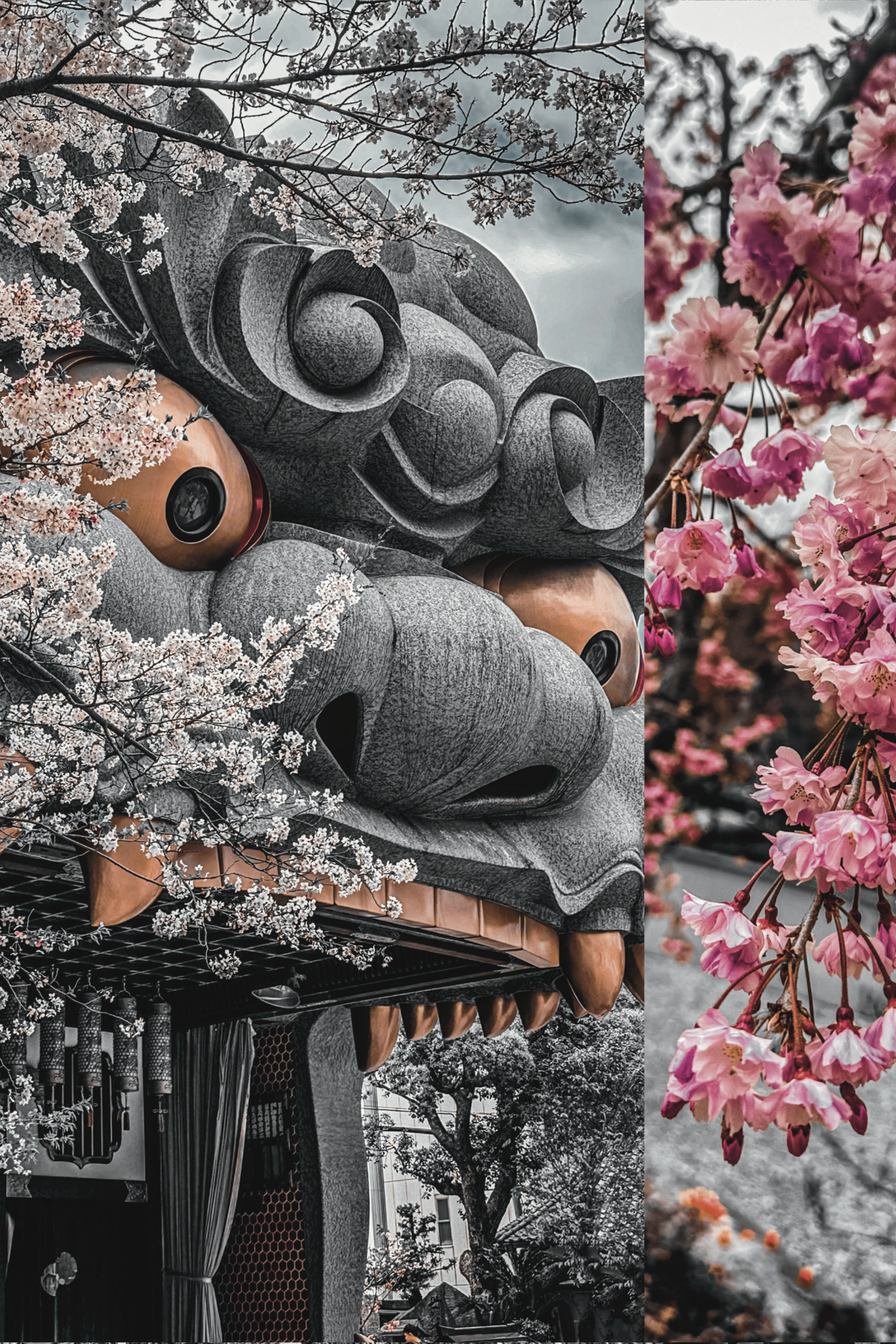 Afternoon Amongst The Sakura
