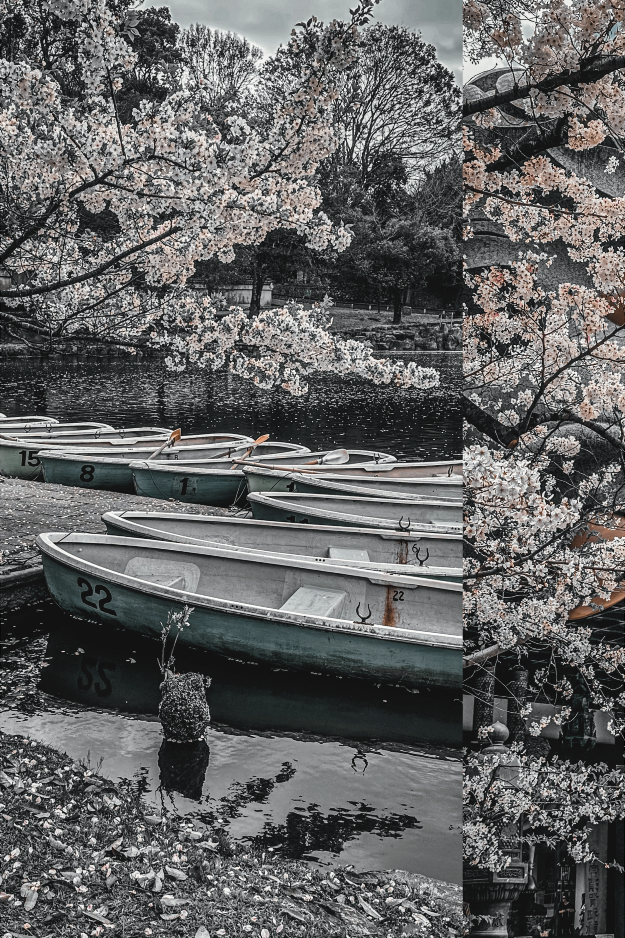 Afternoon Amongst The Sakura