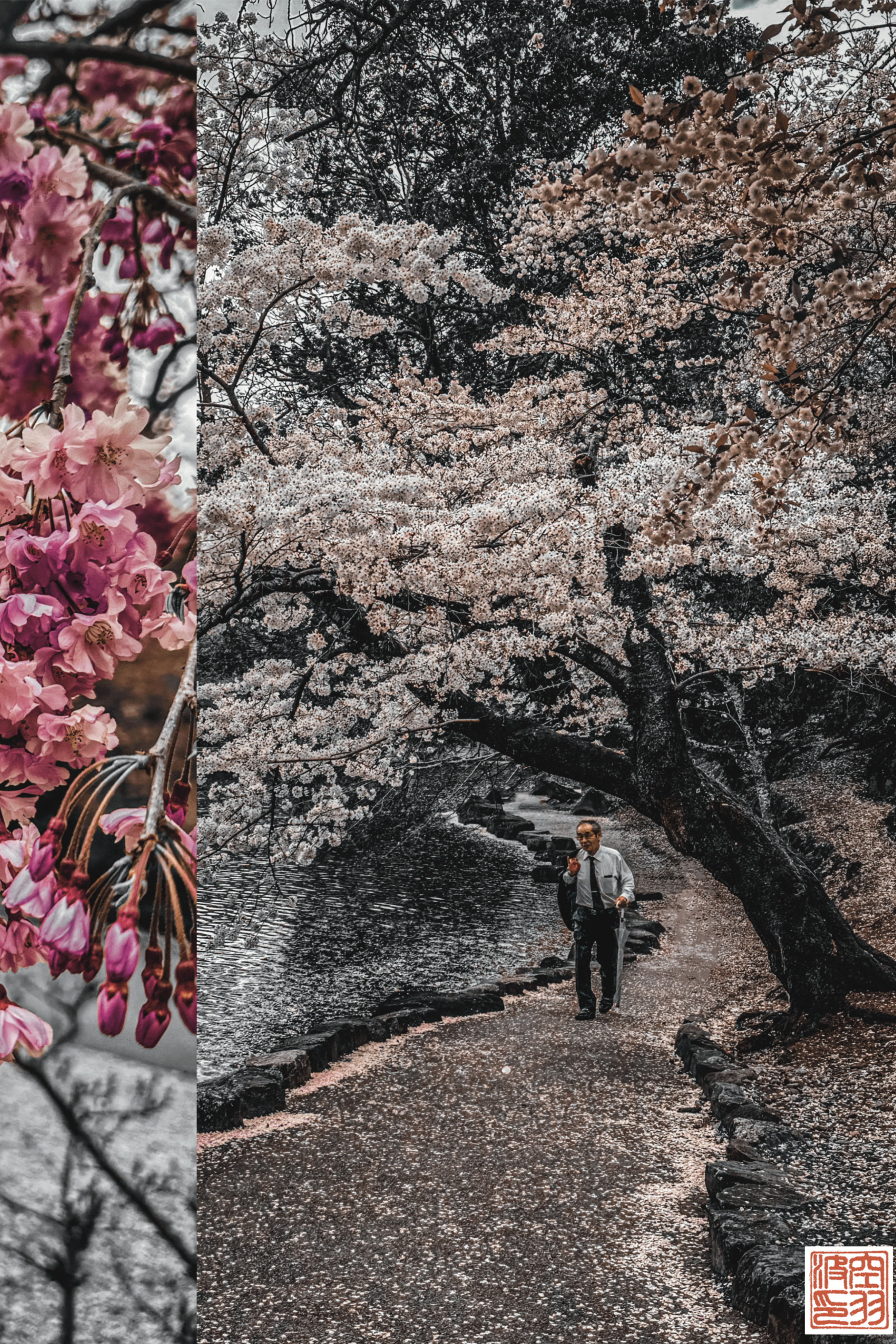Afternoon Amongst The Sakura