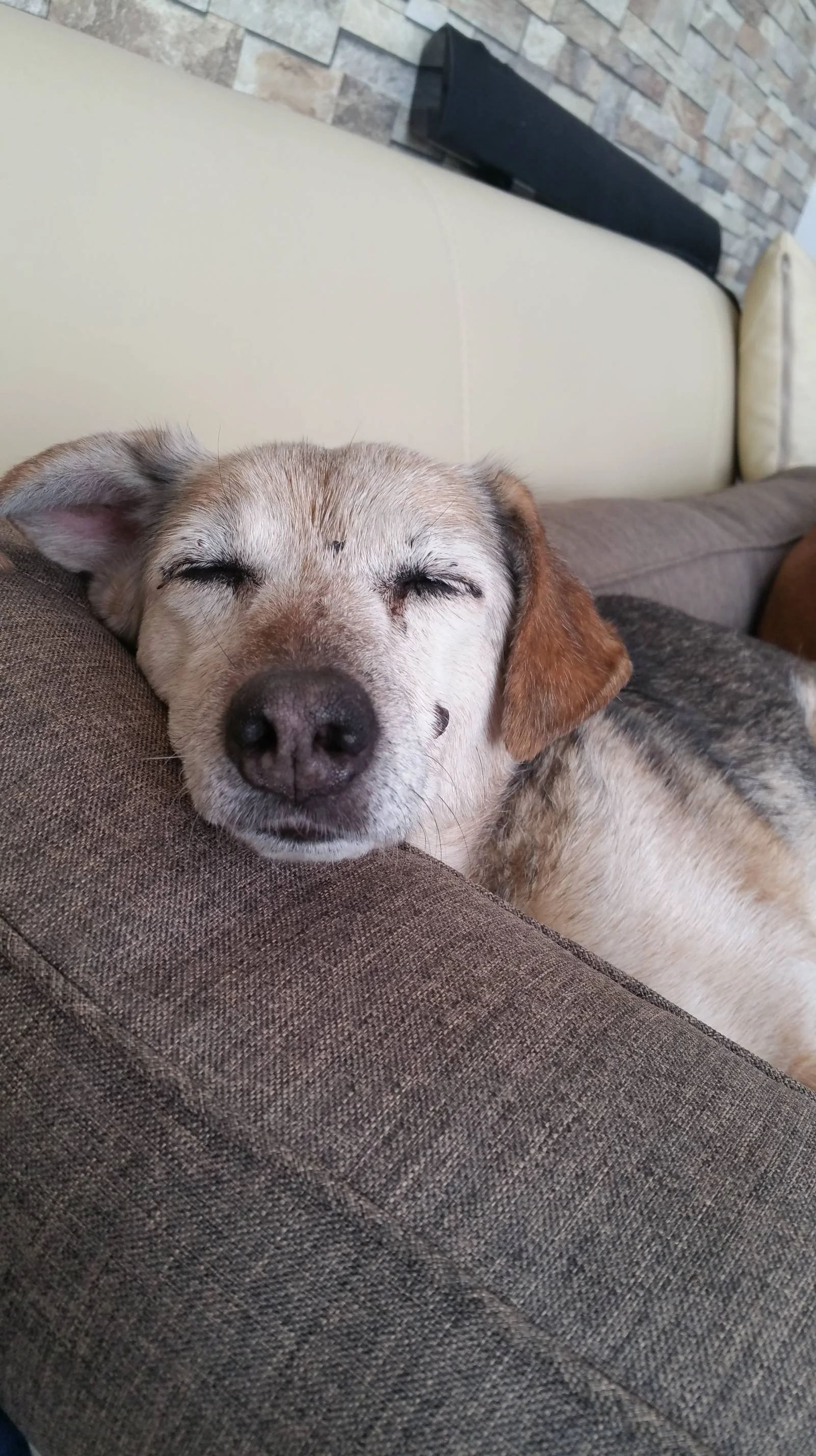 Ein Hund schläft entspannt auf einem Sofa, fast mit geschlossen Augen, in einem gemütlichen Wohnzimmer.