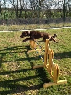 Ein Hund springt über ein Hindernis im Freien auf einem Rasen. Hinter ihm befinden sich Bäume und ein Zaun.