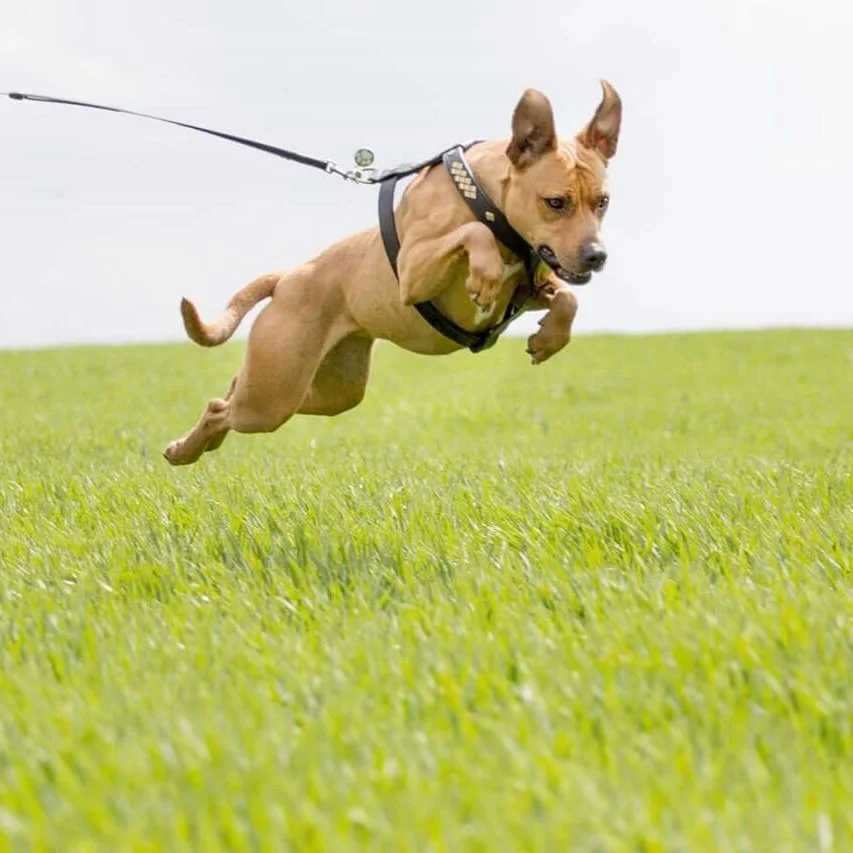 ein Hund mit einem Geschirr läuft im Gras, als würde er fliegen