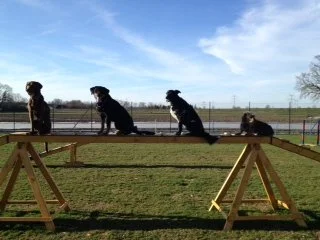 Vier Hunde, die auf einem Hindernis im Hundesport springen, im Freien bei Sonnenlicht.