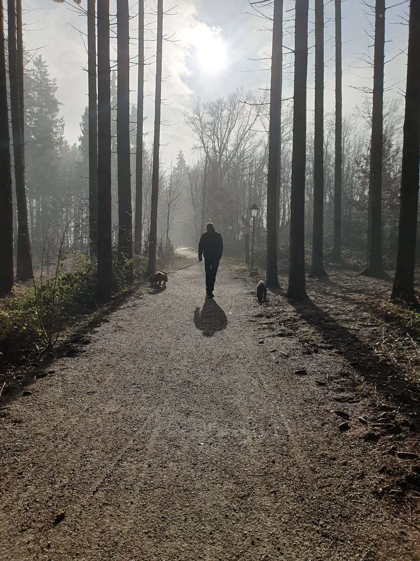 Ein Mensch geht mit zwei Hunden auf einem schmalen Weg durch einen Wald mit hohen Bäumen bei Sonnenlicht.