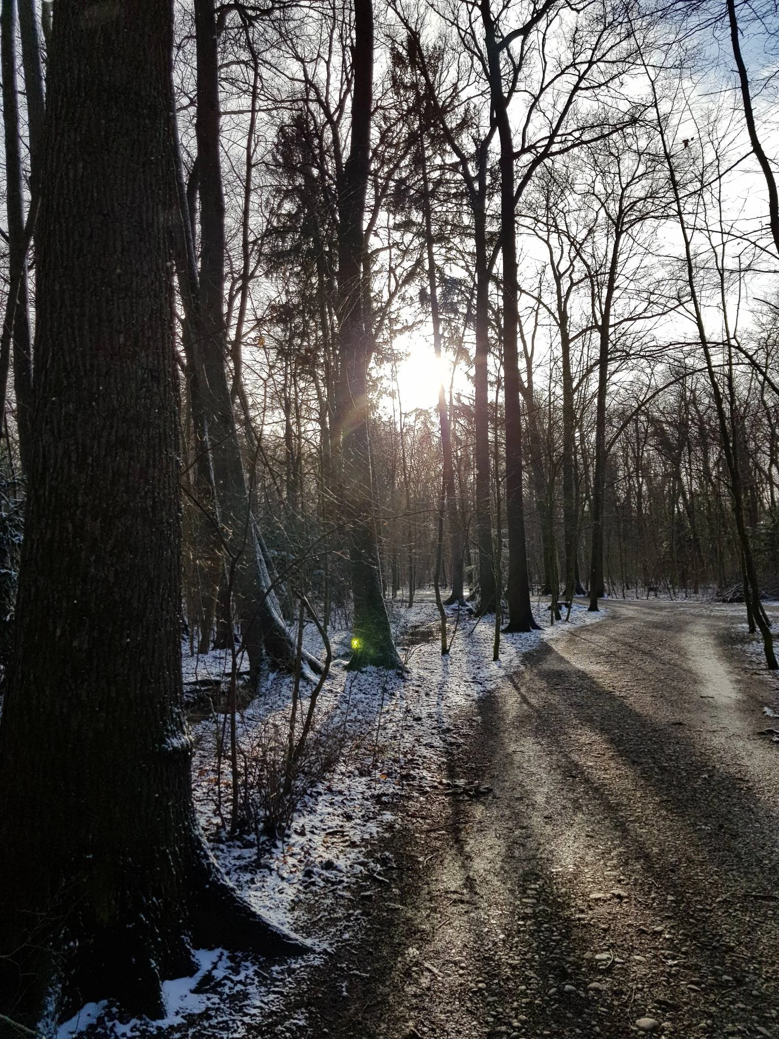 Ein Waldweg im Winter mit Bäumen und Schneeresten, Sonnenlicht durch die Äste, dunkel und sonnig.