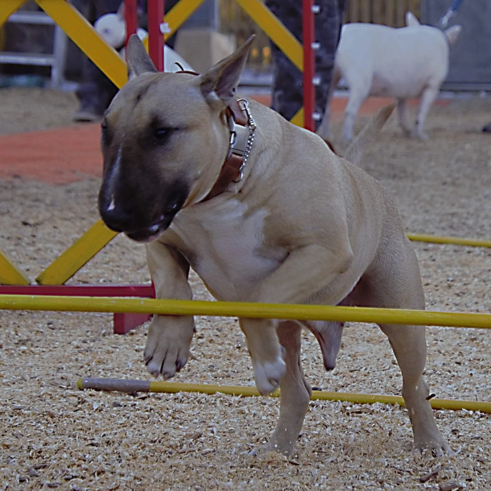 Ein Hund, der durch ein kleines Hindernis im Hundesport springt. Im Hintergrund sind weitere Hunde und Menschen zu sehen, sowie Hindernisse auf einer Sandfläche.