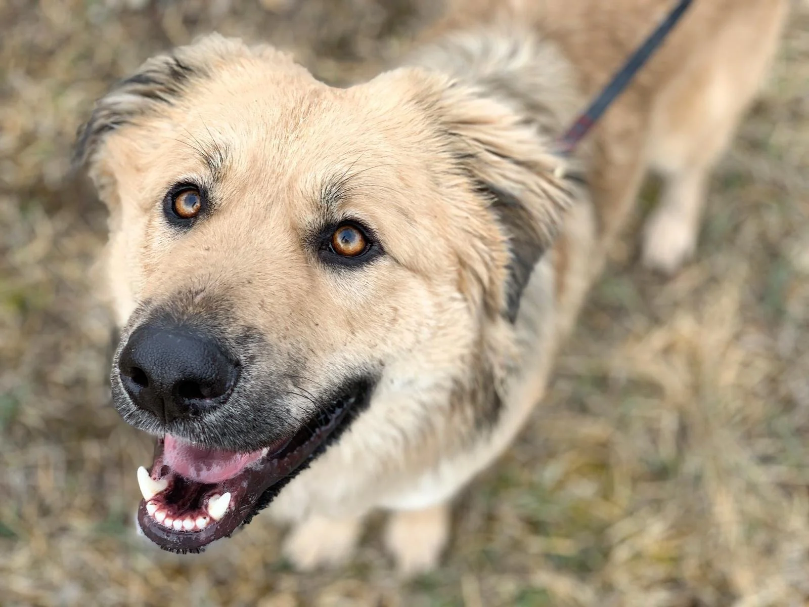 Ein Hund mit braunem Fell und dunklen Augen, der nach oben schaut, auf einem grasigen Boden.